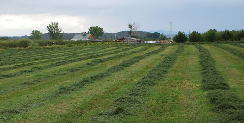 Hay for the sheep this winter